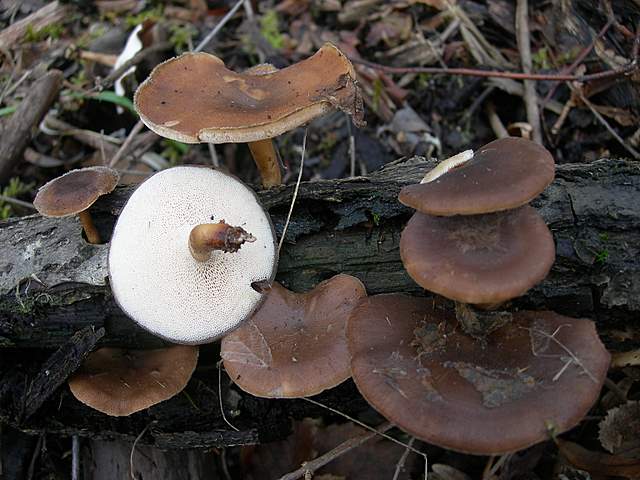 I  Funghi  dopo  l''Uragano